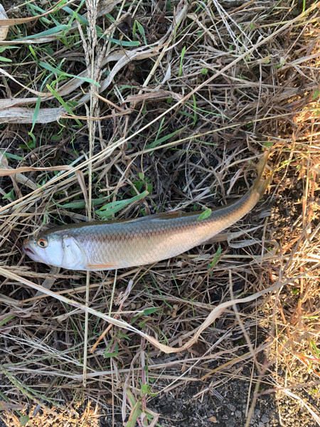 質問に添付された魚の写真