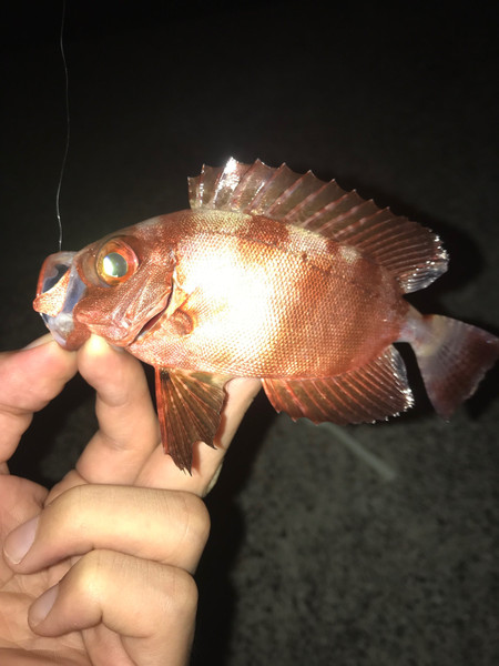 質問に添付された魚の写真