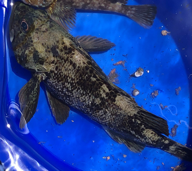 質問に添付された魚の写真