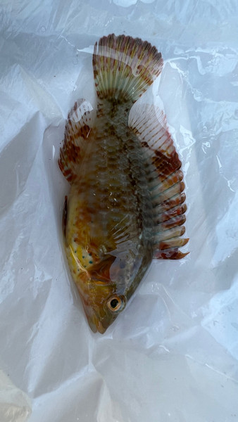 質問に添付された魚の写真