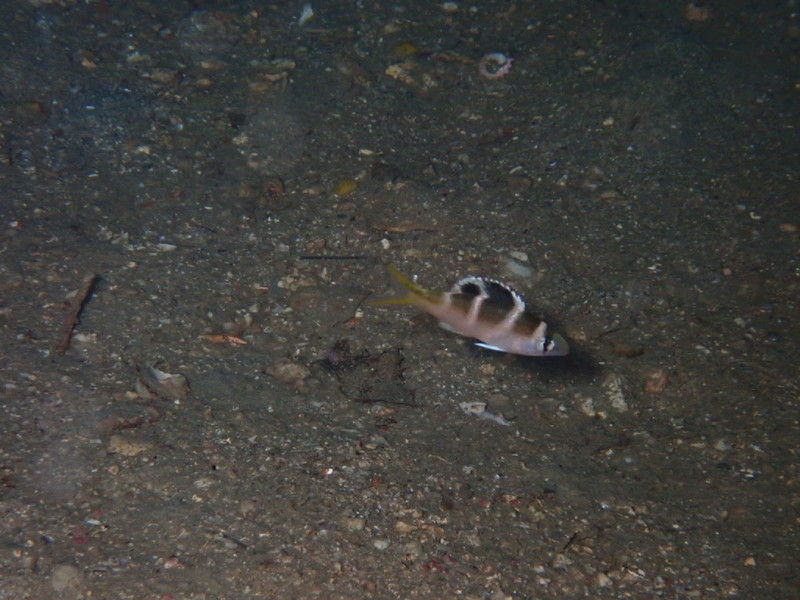質問に添付された魚の写真