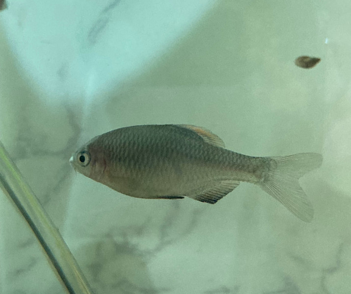 質問に添付された魚の写真