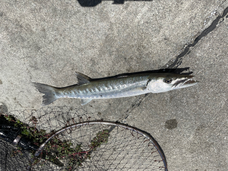 質問に添付された魚の写真