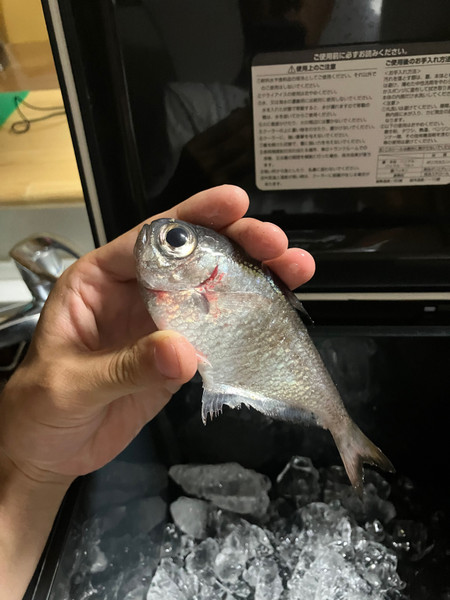 質問に添付された魚の写真
