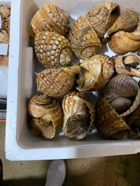 質問に添付された魚の写真