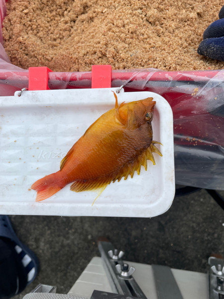 質問に添付された魚の写真