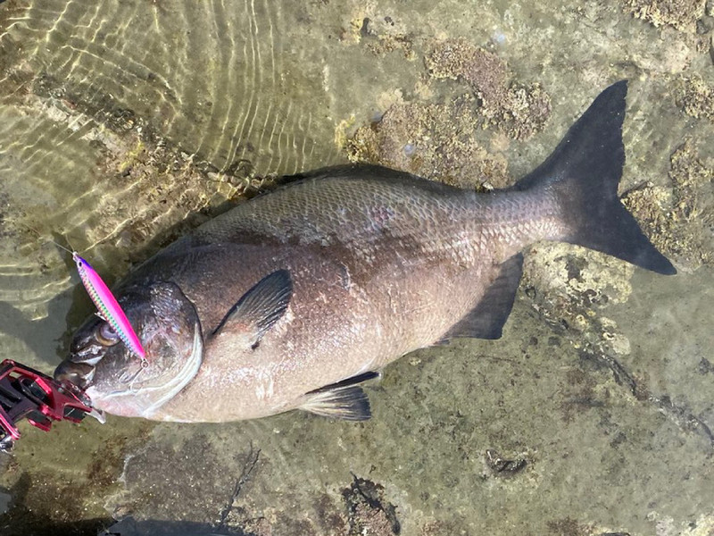 質問に添付された魚の写真