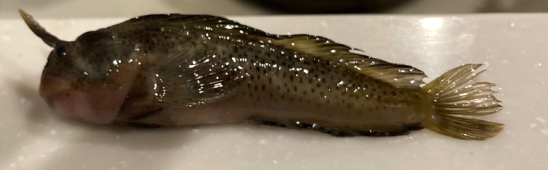 質問に添付された魚の写真