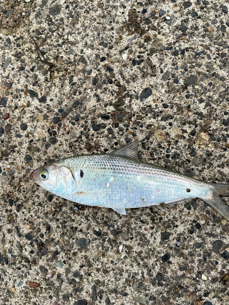 質問に添付された魚の写真