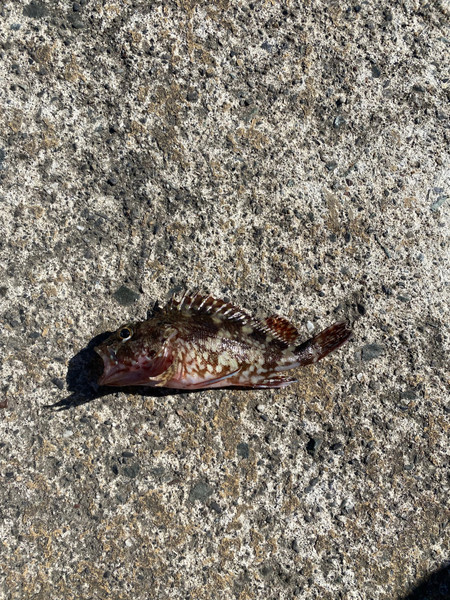 質問に添付された魚の写真