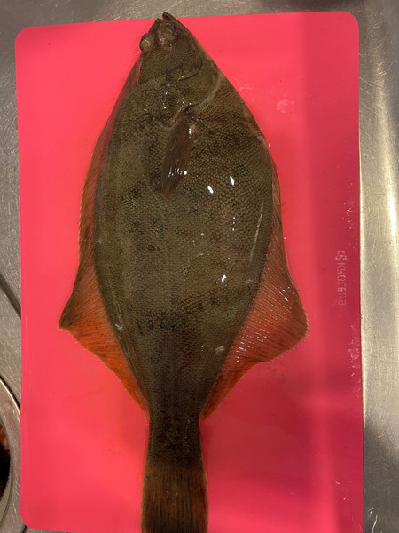 質問に添付された魚の写真