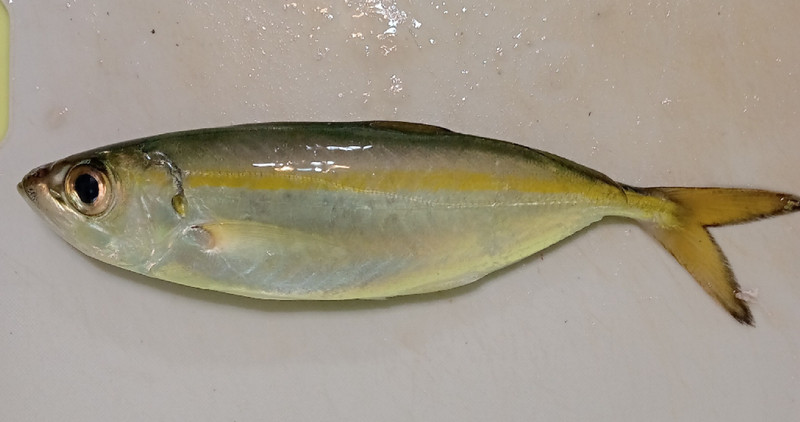 質問に添付された魚の写真
