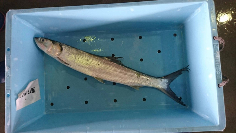 質問に添付された魚の写真