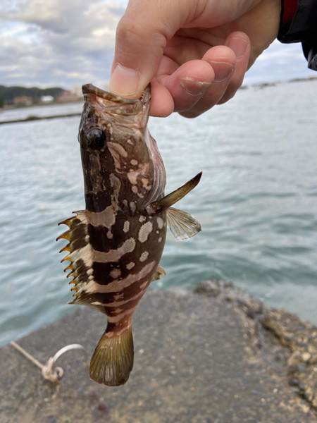 質問に添付された魚の写真