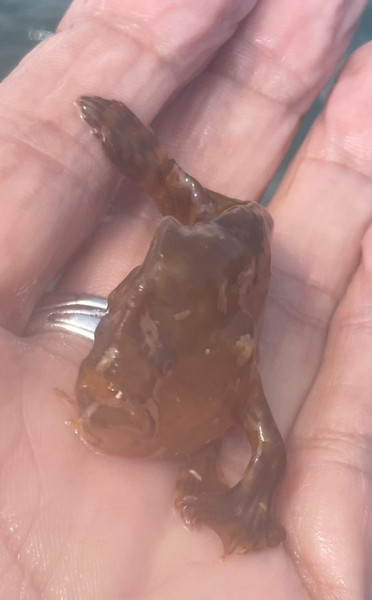 質問に添付された魚の写真