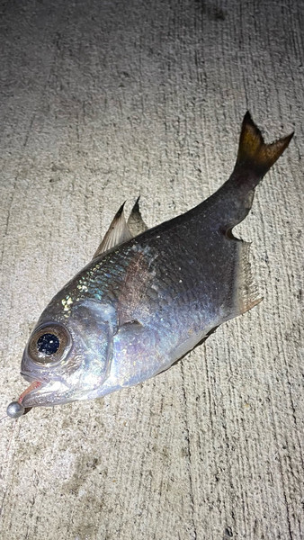 質問に添付された魚の写真