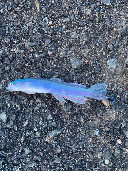 質問に添付された魚の写真