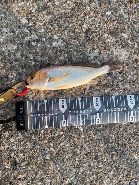 質問に添付された魚の写真