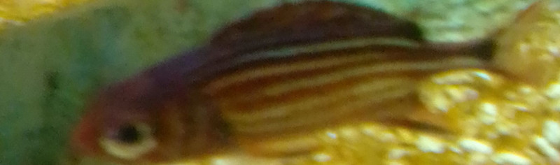 質問に添付された魚の写真