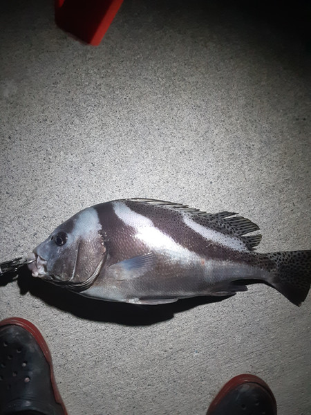 質問に添付された魚の写真