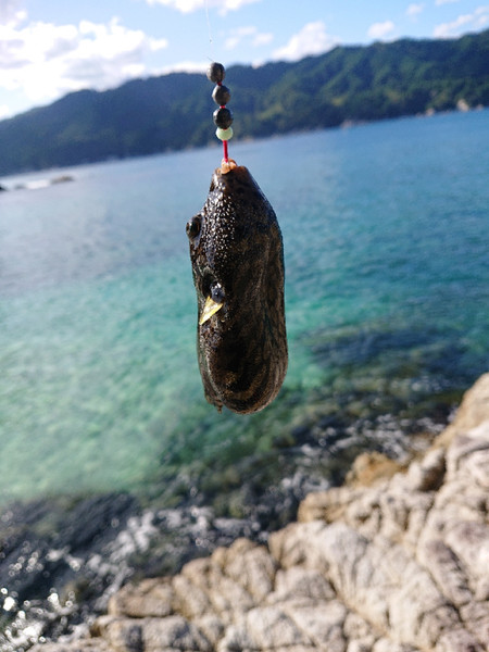 質問に添付された魚の写真