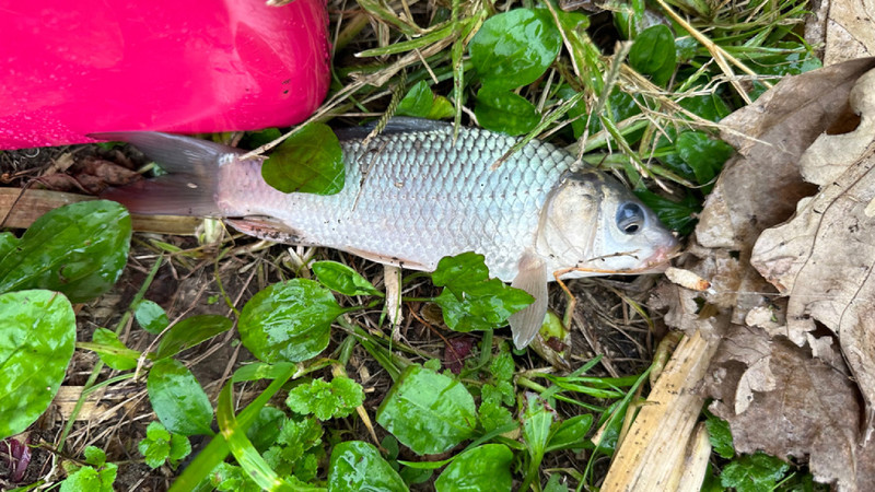 質問に添付された魚の写真