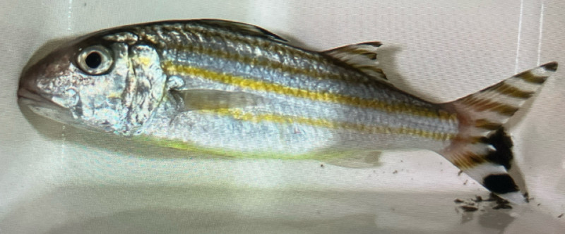 質問に添付された魚の写真