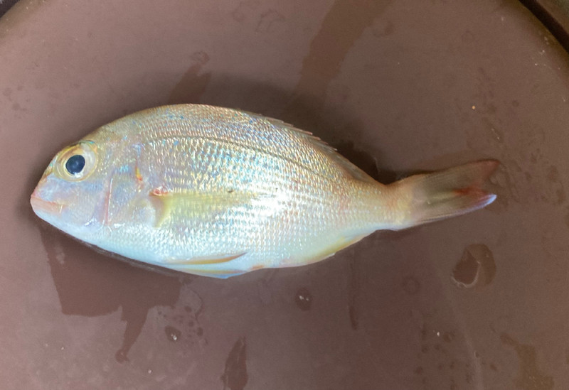 質問に添付された魚の写真
