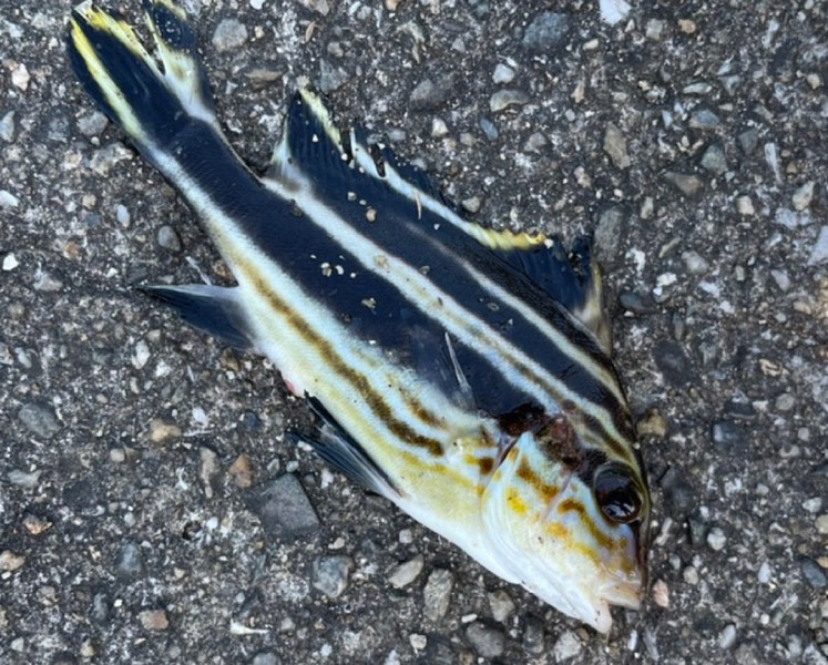 質問に添付された魚の写真