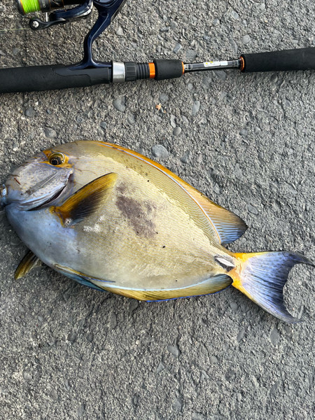 質問に添付された魚の写真
