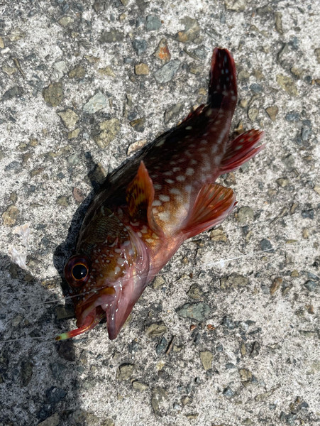 質問に添付された魚の写真