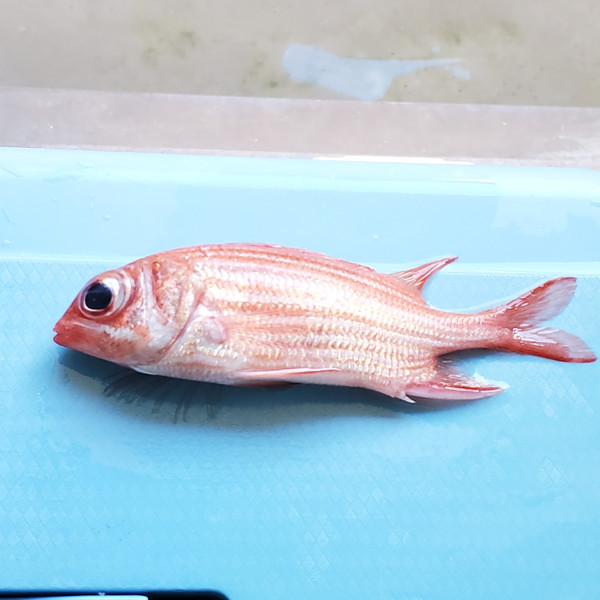 質問に添付された魚の写真