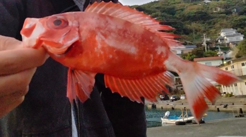 質問に添付された魚の写真