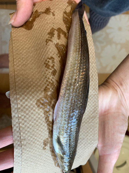 質問に添付された魚の写真