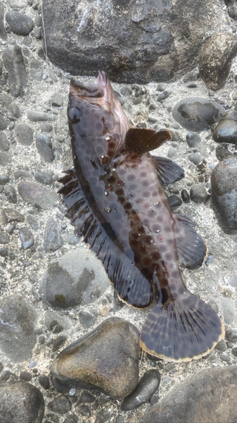 質問に添付された魚の写真