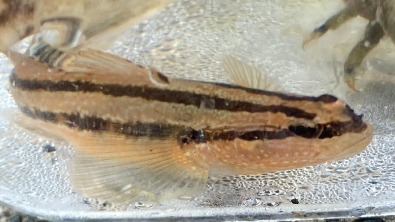 質問に添付された魚の写真