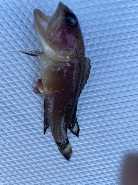 質問に添付された魚の写真