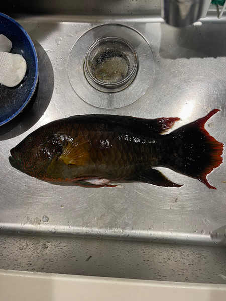 質問に添付された魚の写真