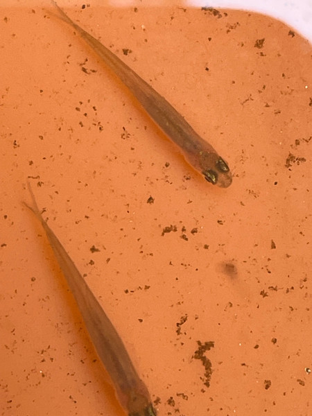 質問に添付された魚の写真