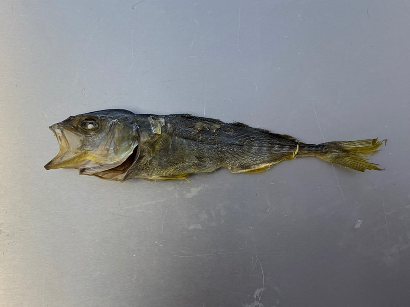 質問に添付された魚の写真
