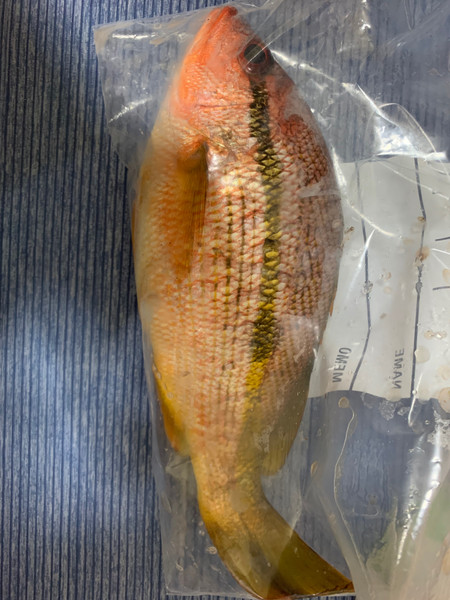 質問に添付された魚の写真