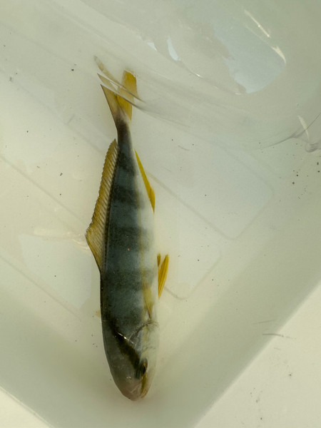 質問に添付された魚の写真