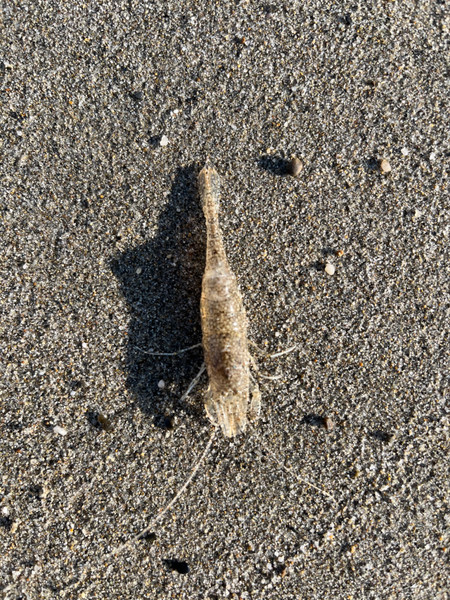 質問に添付された魚の写真