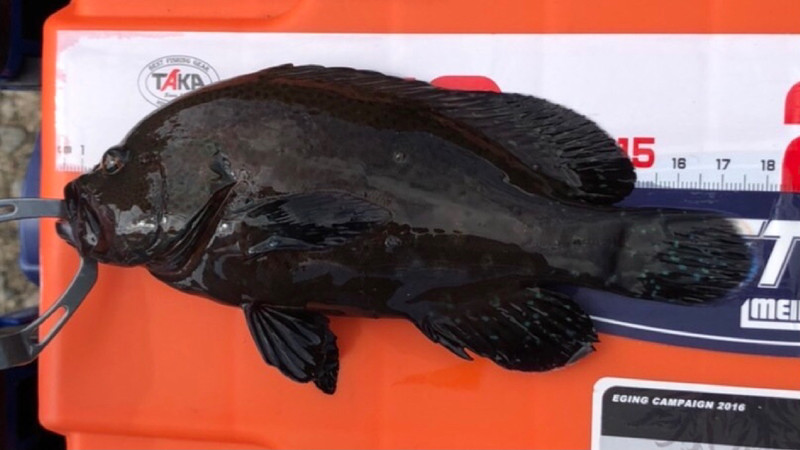 質問に添付された魚の写真