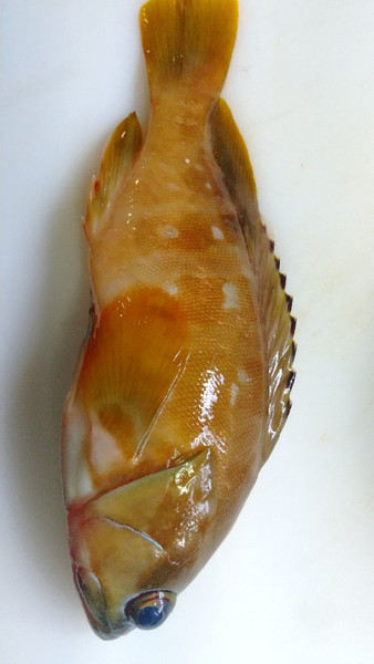 質問に添付された魚の写真