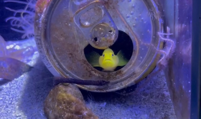 質問に添付された魚の写真