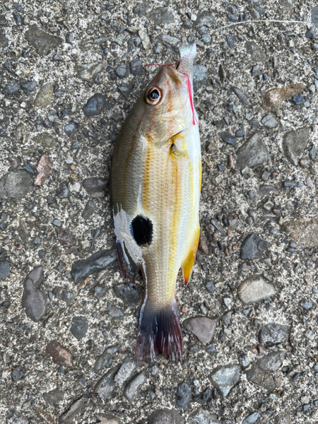 質問に添付された魚の写真