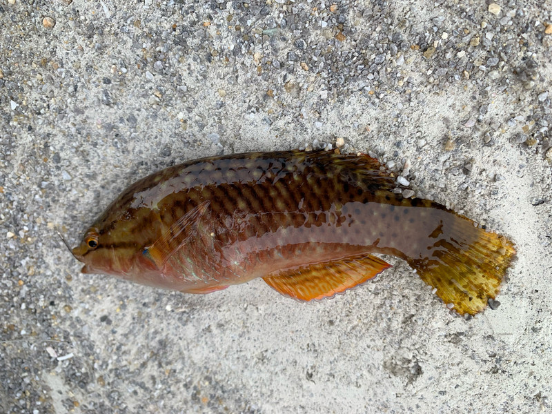 質問に添付された魚の写真