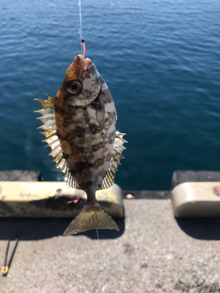 質問に添付された魚の写真