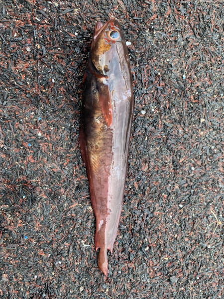 質問に添付された魚の写真